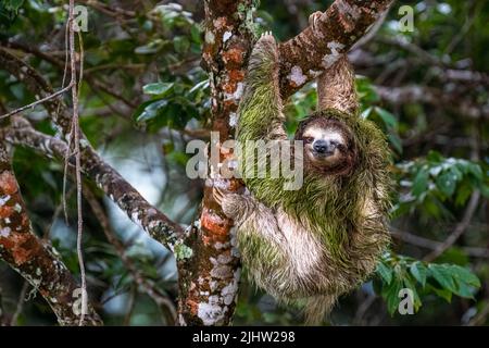 3 toed Faultier verletzt in einem Auge Stockfoto