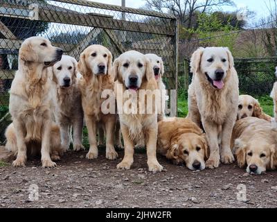 Eine Packung goldener Retriever Stockfoto