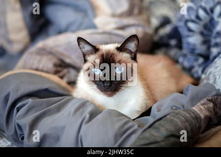 Weibliche Siamkatze mit Schokoladenspitze, die auf einer Decke mit offenen Augen liegt Stockfoto
