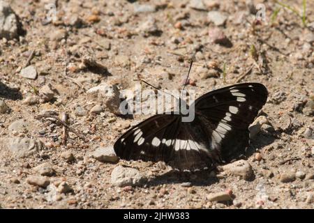 Europäischer Schmetterling, der weiße Admiral ruht während des Sommers in Estland auf einer unbefestigten Straße Stockfoto