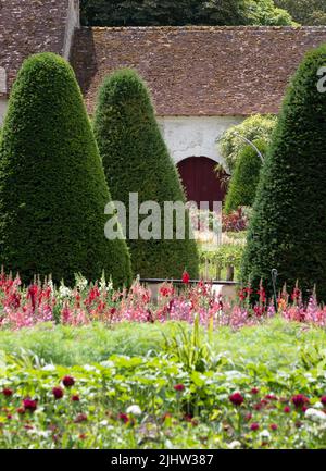 Bunte Wandblumen im Sommer, fotografiert im Garten des Chateau de Chenonceau in der Stadt Chenonceaux im Loire-Tal, Frankreich. Stockfoto