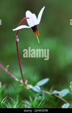 Eine Nahaufnahme einer Bog-Cranberry-Blume im estnischen Moorland Stockfoto