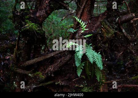 Gewöhnliche Polypodie, Polypodium vulgare, wächst auf einem toten Holz in einem sommerlichen estnischen Wald Stockfoto