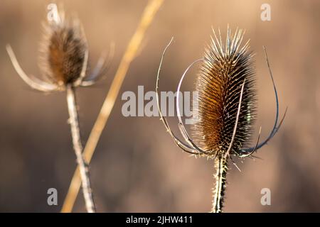 Eine Makroaufnahme einer trockenen, dornigen, stachellosen Distelpflanze vor verschwommenem Hintergrund Stockfoto