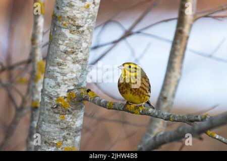 Der farbenfrohe männliche Yellowhammer Emberiza citrinella erhebt sich an einem frühen Frühlingsabend in Estland, Nordeuropa Stockfoto