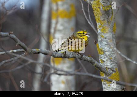 Farbenfroher männlicher Yellowhammer, Emberiza citrinella hoch oben und singend an einem frühen Frühlingsabend in Estland, Nordeuropa Stockfoto