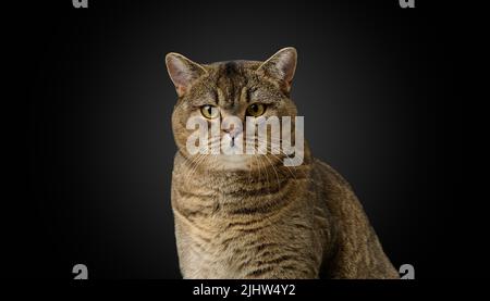 Porträt einer wütend fokussierten erwachsenen Katze Grey Scottish Straight. Schwarzer Hintergrund Stockfoto