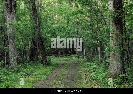 Goldenes Sonnenlicht, das durch die Bäume mit einem Zaun entlang des Pfades in den Frühlingswäldern in North Branch, Minnesota, USA, scheint. Stockfoto