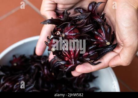 Nahaufnahme der Hände, die Hibiscus sabdariffa (Sauerampfer oder Jamaika) umradeln eine rote Blume, die zur Weihnachtszeit in karibischen Ländern zum Sorrel-Getränk verwendet wurde. Stockfoto