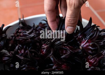 Nahaufnahme der Hände, die Hibiscus sabdariffa (Sauerampfer oder Jamaika) umradeln eine rote Blume, die zur Weihnachtszeit in karibischen Ländern zum Sorrel-Getränk verwendet wurde. Stockfoto