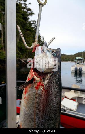 Frisch gefangener chinook oder Königslachs auf Langara Island in der Haida Gwaii, British Columbia, Kanada. Stockfoto