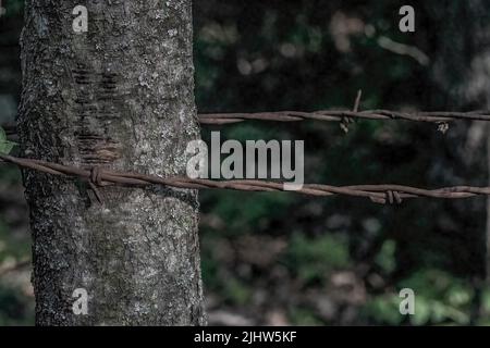 Stacheldrahtzaun um einen Baum in den Abendwäldern im Frühling in North Branch, Minnesota Stockfoto