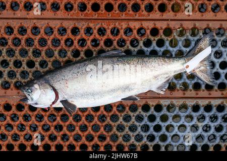 Frisch gefangener chinook oder Königslachs auf Langara Island in der Haida Gwaii, British Columbia, Kanada. Stockfoto