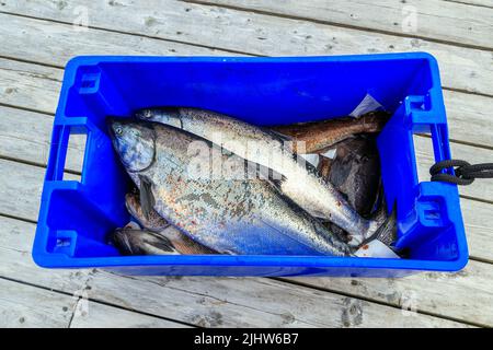 Frisch gefangener chinook oder Königslachs auf Langara Island in der Haida Gwaii, British Columbia, Kanada. Stockfoto