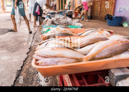 Frischer Fisch auf Tabletts zum Verkauf auf dem Markt in Bluefields Nicaragua Stockfoto