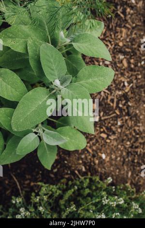 Salbei (Salvia officinalis) Kräuterpflanze im Garten Stockfoto