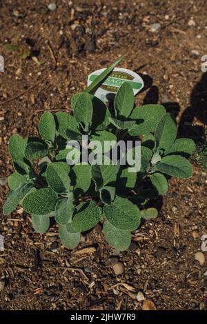 Salbei (Salvia officinalis) Kräuterpflanze im Garten Stockfoto