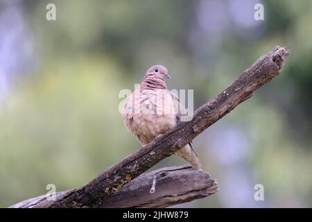 Ohrtaube (Zenaida auriculata), ein schönes Exemplar einer Taube, die auf einigen Zweigen thront. Stockfoto