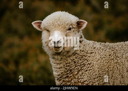 Nahaufnahme eines Schafes, das in einer ländlichen Einrichtung in Patagonien, Tierra del Fuego, grast Stockfoto