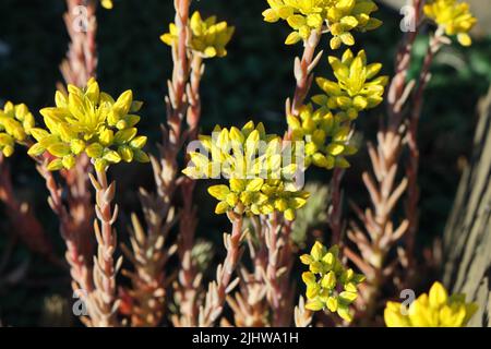 Gelbe Sedum ochroleucum-Blüten, saftige Pflanze, die wild auf dem Friedhof European Stonecrop wächst Stockfoto