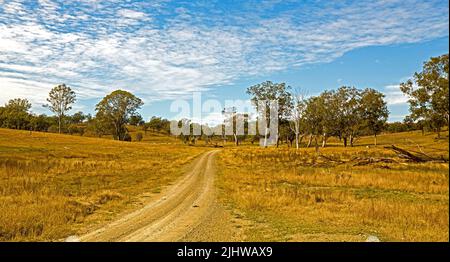 Die australische Outback-Landschaft mit einem schmalen Feldweg durchquert goldene Graslandschaften, die von Bäumen unter blauem Himmel übersät sind Stockfoto