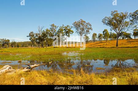 Australische ländliche Landschaft nach dem Regen mit Feuchtgebieten, die von goldenen Wintergräsern unter blauem Himmel gesäumt sind Queensland Stockfoto