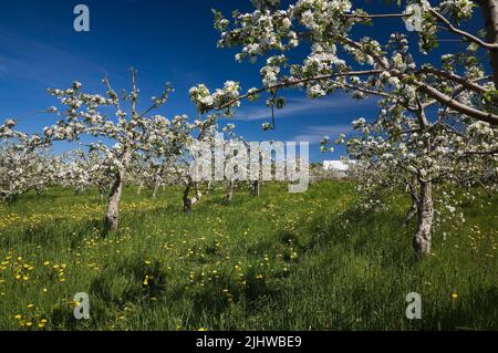 Malus domestica - Apfelbaum Obstgarten und Scheune im Frühjahr, Sainte-Famille, Île-d'Orleans, Quebec, Kanada. Stockfoto
