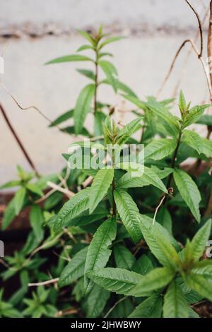 Zitronenverbene, Zitronenbesen, Aloysia citrodora im Garten Stockfoto