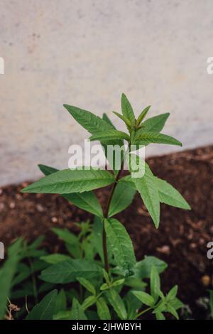 Zitronenverbene, Zitronenbesen, Aloysia citrodora im Garten Stockfoto