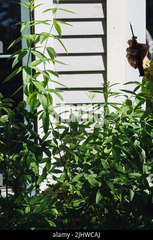 Hände schneiden Zitronenverbene, Aloysia citrodora, Zitrone Bienenbürste, Kräuter im Garten grünen Daumen Stockfoto