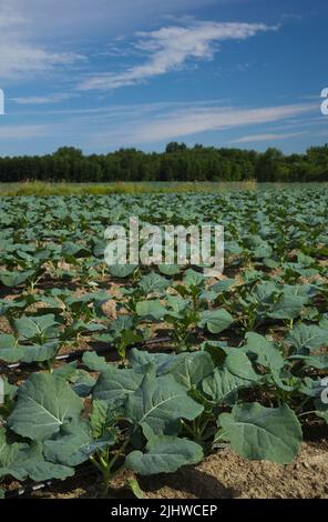 Brassica oleracea - Brokkoli-Pflanzen im Sommer auf landwirtschaftlichem Feld. Stockfoto