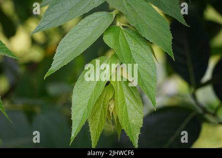 Muntingia calabura Blätter (Kersen, , Capulin Blanco, cacaniqua, nigua, Niguito, jamaikanische Kirsche). Diese Pflanze hat rote kleine Früchte, saftig und süß Stockfoto