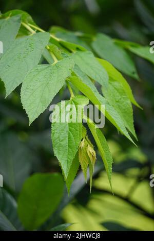 Muntingia calabura Blätter (Kersen, , Capulin Blanco, cacaniqua, nigua, Niguito, jamaikanische Kirsche). Diese Pflanze hat rote kleine Früchte, saftig und süß Stockfoto