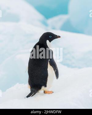 Adelie Penguin chillt einfach auf einem Eisberg Stockfoto