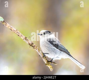 Canada Jay thronte auf einer Zweigstelle in Sax SIM Bog Stockfoto