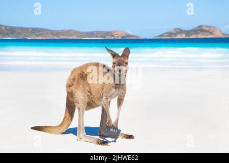Ein Känguru am wunderschönen Lucky Bay Beach in Esperance, Westaustralien Stockfoto