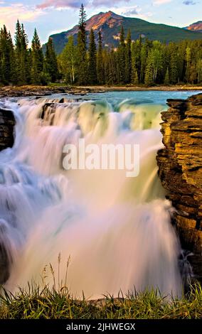 Der von Gletschern gespeiste Athabasca River rauscht in einem mächtigen Rausch über die Athabasca Falls. Stockfoto