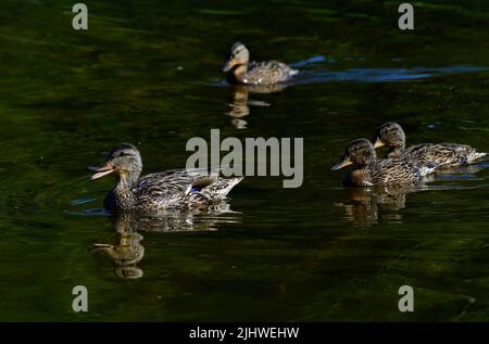 Eine mallardische Mutter ' Anas platyrhynchos', die ihre Brut durch das ruhige Wasser eines ländlichen Alberta Lake führt Stockfoto