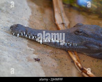 Bemerkenswerte ehrfürchtige Süßwasser Krokodil mit hellen Augen und feinen scharfen Zähnen. Stockfoto