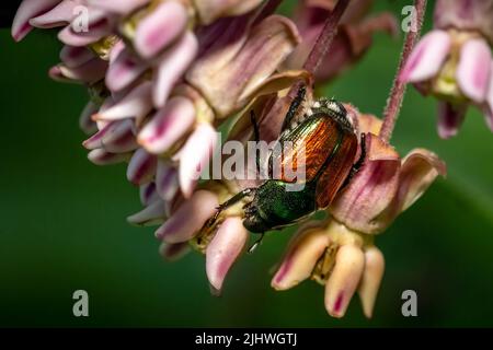 Nahaufnahme eines japanischen Käfer (Popillia japonica) auf rosa Milchblüten. Raleigh, North Carolina. Stockfoto