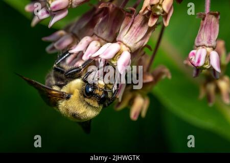 Nahaufnahme einer braungelbenen Hummel (Bombus griseocollis) auf rosa Milchblüten. Raleigh, North Carolina. Stockfoto