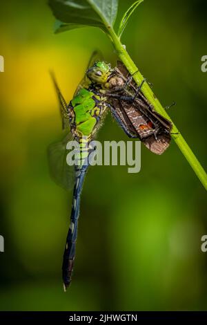 Ein juveniler männlicher östlicher Pondhawk (Erythemis simplicicollis) Libellenfest an einem kleinen Schmetterling. Raleigh, North Carolina. Stockfoto