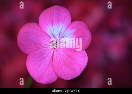 Eine Nahaufnahme einer einzelnen, leuchtend rosa Geranium -Geranium Pelargonium x hotorum- Blume in sanftem, pinkem Stimmungslicht; aufgenommen in einem Studio Stockfoto