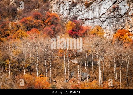 Farbenfrohe, malerische Herbstfärbung in den felsigen Bergen von Almaty in Kasachstan Stockfoto