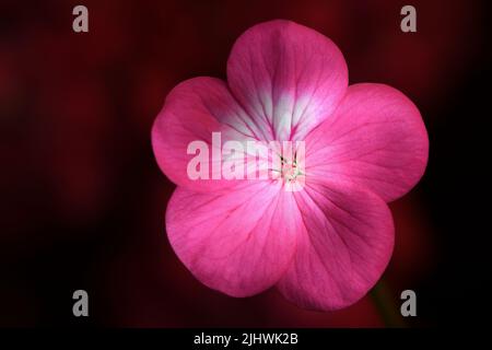 Eine Nahaufnahme einer einzelnen, leuchtend rosa Geranium -Geranium Pelargonium x hotorum- Blume in sanftem, dunkelrosa Stimmungslicht; aufgenommen in einem Studio Stockfoto