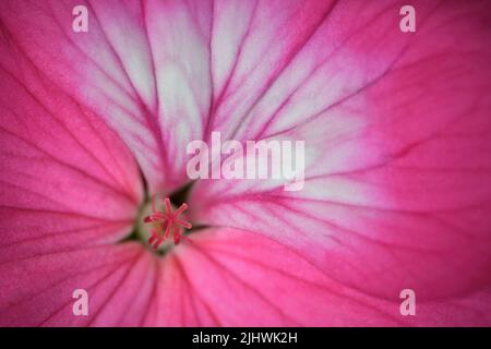 Eine extreme Nahaufnahme einer leuchtend rosa Geranium -Geranium Pelargonium x hotorum- Blume in sanfter Stimmungsbeleuchtung; aufgenommen in einem Studio Stockfoto