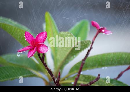 Frangipani (Plumeria rubra) mit Regentropfen. Blumen, die in hawaiianischen Kostümen auf den Pazifikinseln verwendet werden. Ob in Halsketten, Kronen, Armbändern oder in de Stockfoto