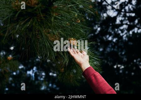 Ein Mann greift mit seiner Hand nach einem Kiefernkegel. Vorderansicht. Stockfoto
