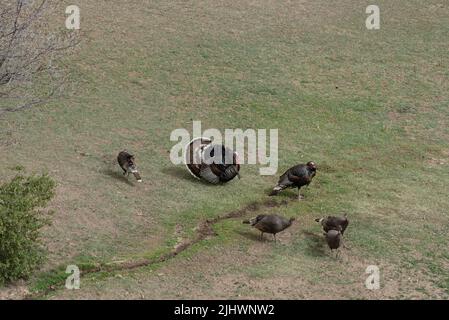 Über dem Kopf geschossen von fünf wilden Truthäuten, einem Rüden, vier Weibchen, in spärlichem Gras mit einer kleinen Wasserspur. Stockfoto