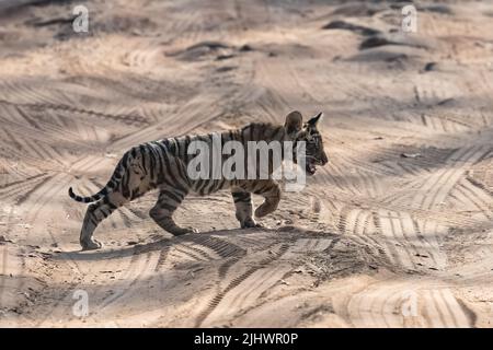 Ein wilder Baby Tiger, zwei Monate alt, überquert den Feldweg im Wald in Indien, Madhya Pradesh Stockfoto